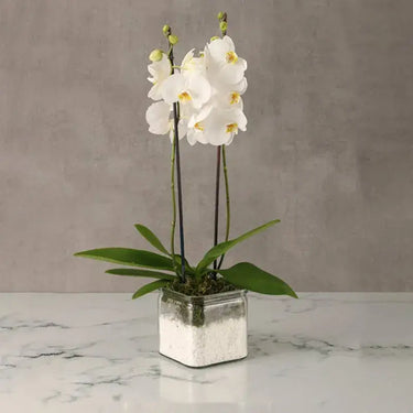 White Orchid Duo, Double Stem Phalaenopsis Orchid, Square Glass Vase